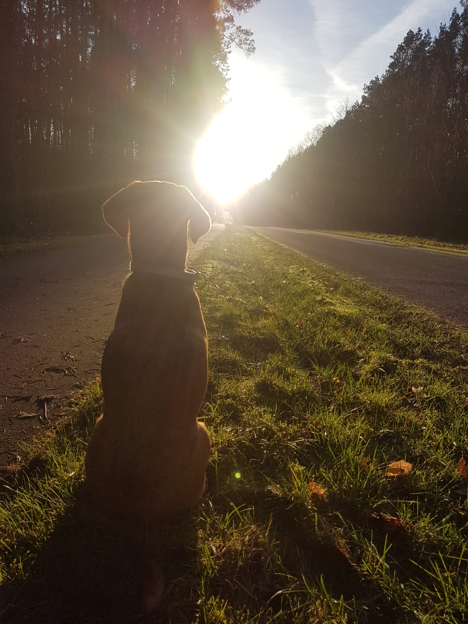 Hund