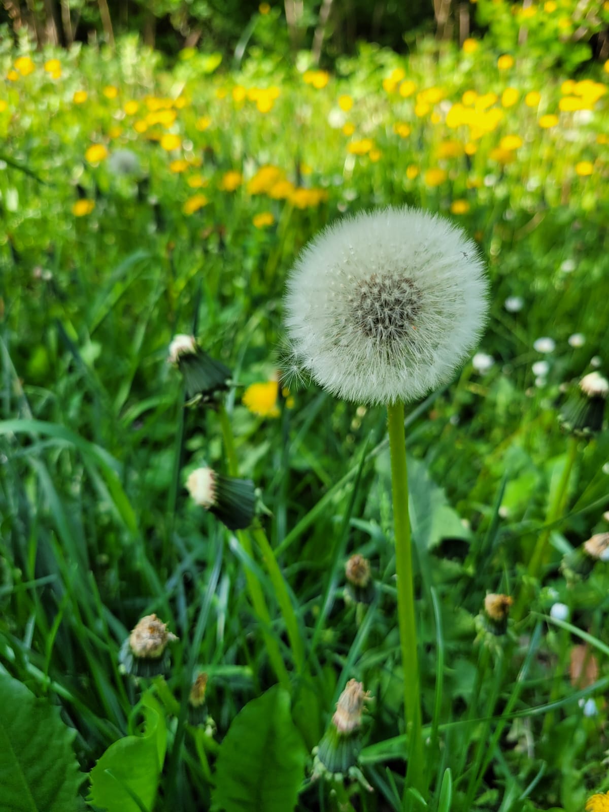 Löwenzahn